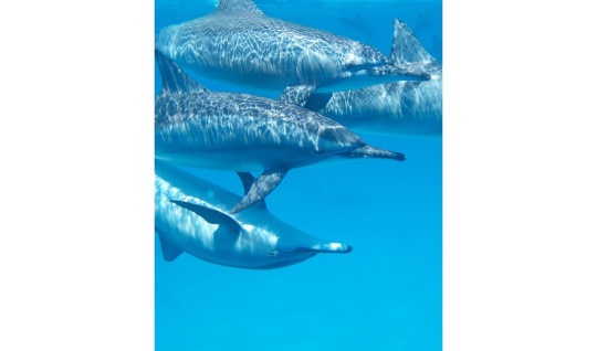 dolphin 806359 960 720 1140x700